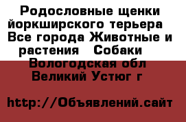 Родословные щенки йоркширского терьера - Все города Животные и растения » Собаки   . Вологодская обл.,Великий Устюг г.